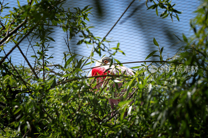 很好的隐藏玫瑰琵鹭在自然保护区挂在一棵高大的树上，覆盖着它的羽毛。Platalea ajaja藏在一棵树上。朱鹮和琵鹭科的涉禽